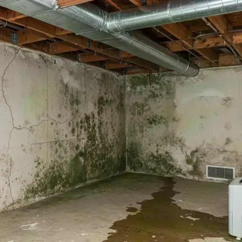 Professional Mold Removal in Winchester, MO